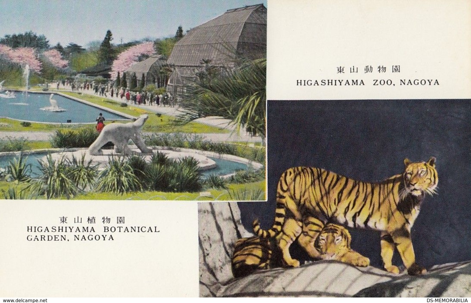 Japan Nagoya Higashiyama Zoo & Botanical Garden Old Postcard Tiger Bear - Nagoya