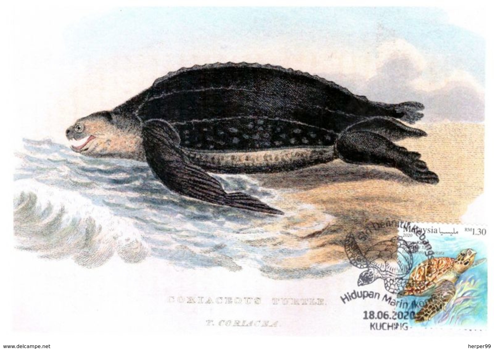 Malaysia Marine Life Definitive 2020 Maxicard Maximum Card Sea Turtle Luth Leatherback Turtle Dermochelys Coriacea - Malaysia (1964-...)