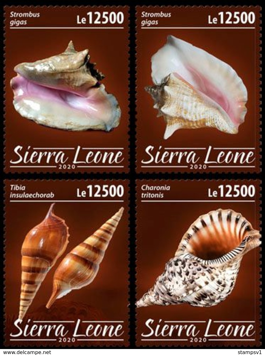 Sierra Leone. 2020 Shells. (0216c) OFFICIAL ISSUE - Coneshells