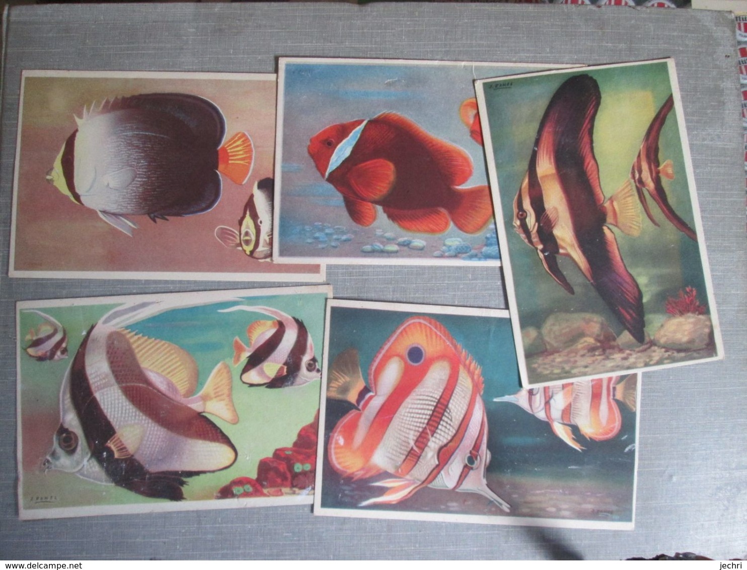 Lot De 9 Cartes Du Musee Oceanographique . Divers Poissons - Musée Océanographique