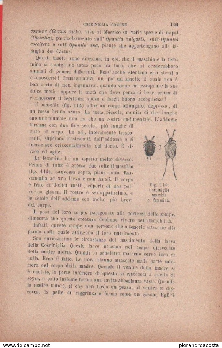 Cocciniglie Maschio E Femmina. Vecchia Stampa - Cyclisme