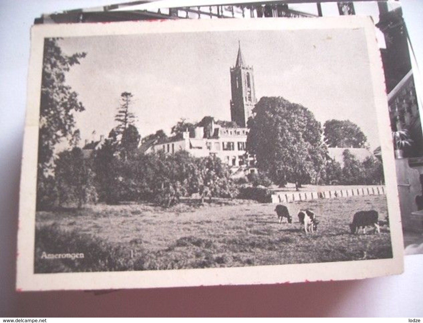 Nederland Holland Pays Bas Amerongen Panorama Dorp En Koeien - Amerongen