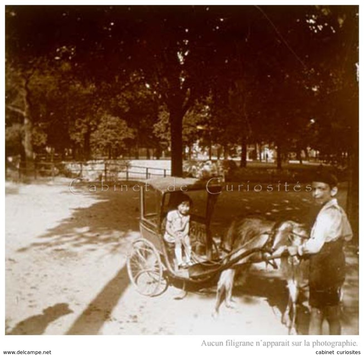 Photo Ancienne Originale Stéréoscopique -  Jardin - ATTELAGE De CHÈVRE - Carriole Avec Enfant - 3D - Relief - STEREO - Photos Stéréoscopiques