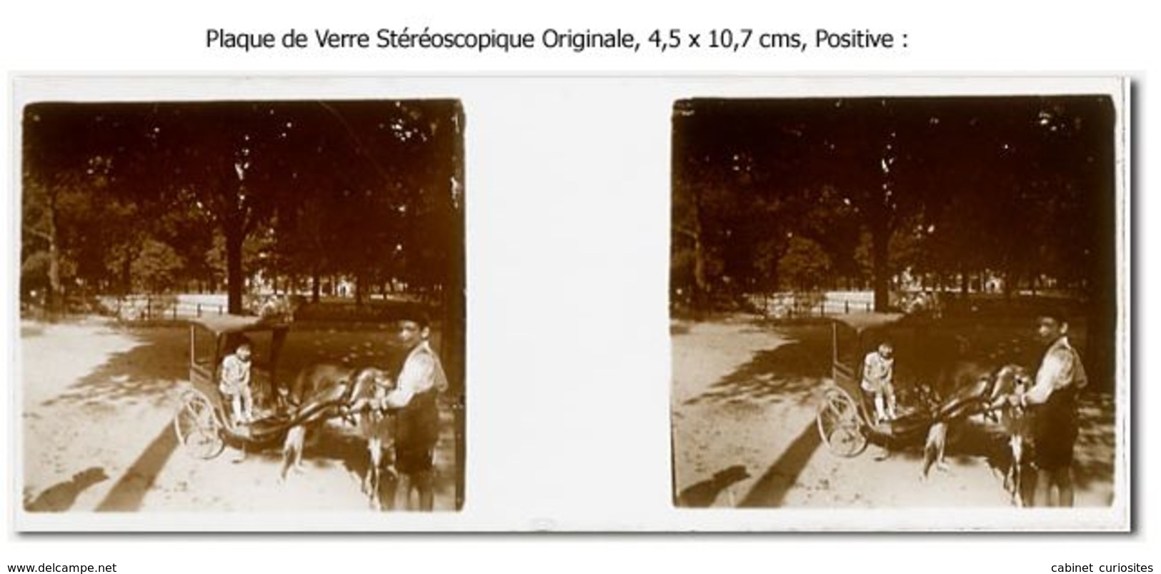 Photo Ancienne Originale Stéréoscopique -  Jardin - ATTELAGE De CHÈVRE - Carriole Avec Enfant - 3D - Relief - STEREO - Photos Stéréoscopiques