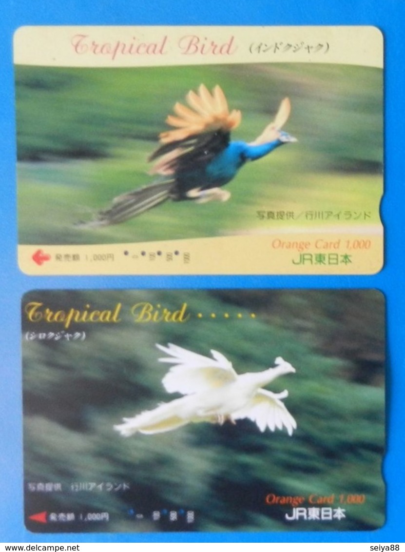 Japan Japon X2 Peacock Peafowl Pavone Pavo Uccello Aves Pajaro Tropical Bird Orange Card - Galline & Gallinaceo