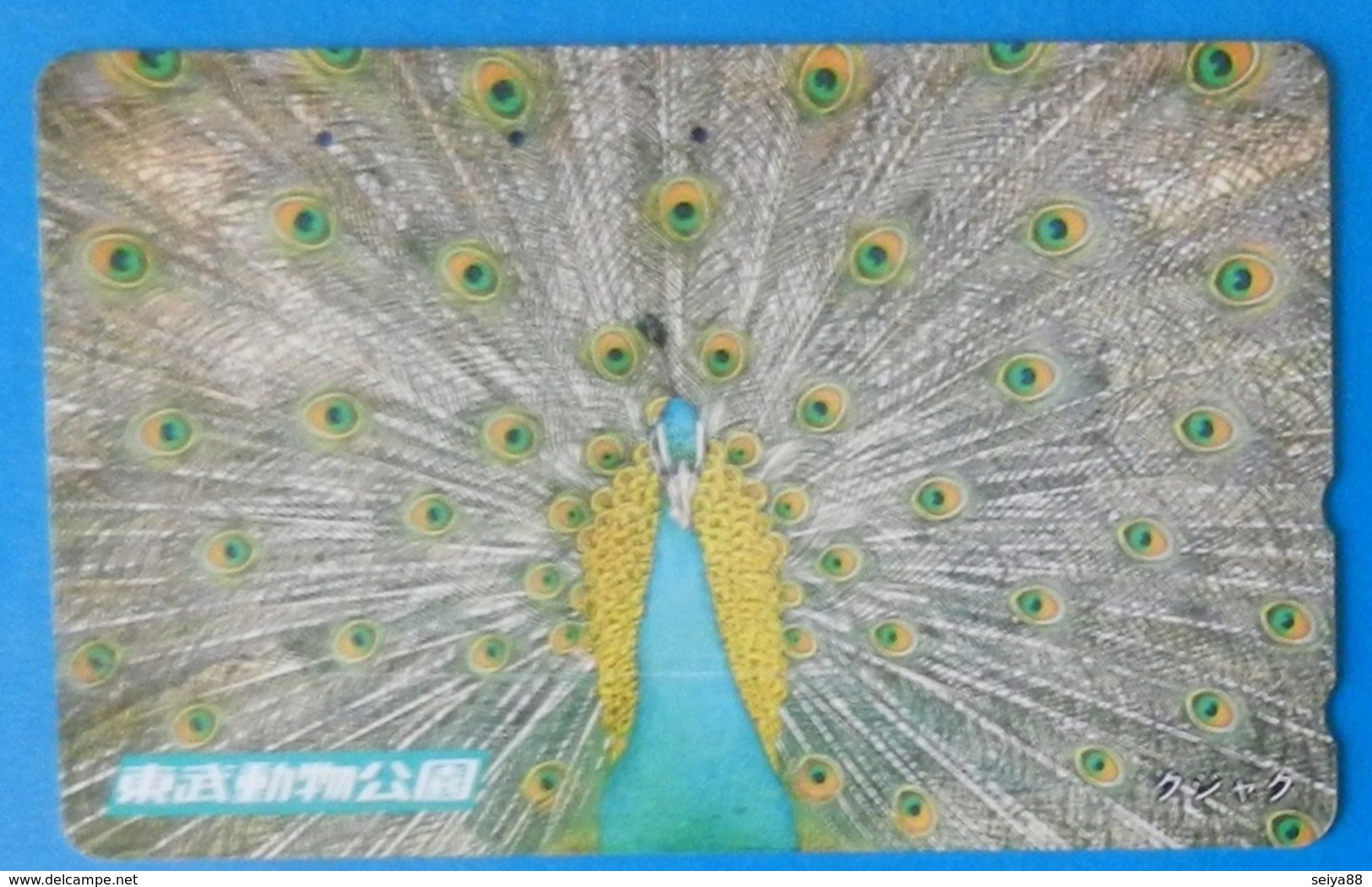 Japan Japon Peacock Peafowl Pavone Pavo Bird Uccello Aves Pajaro - Gallinaceans & Pheasants