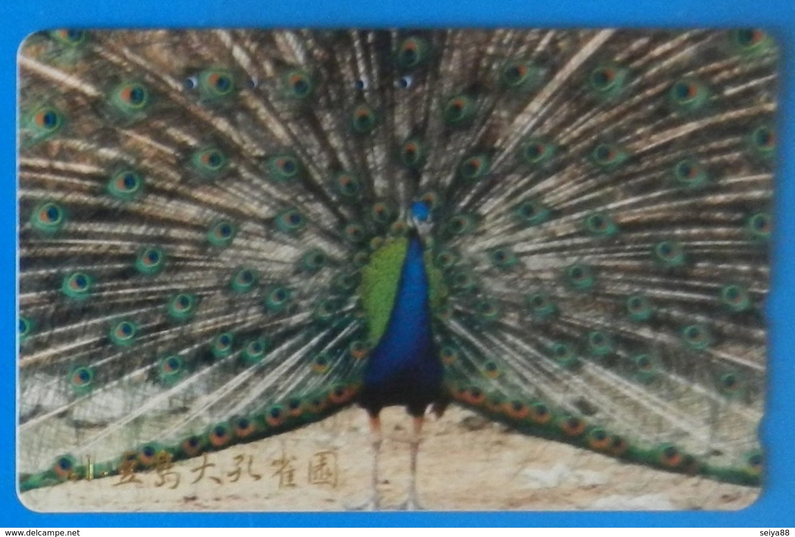 Japan Japon Peacock Peafowl Pavone Pavo Bird Uccello Aves Pajaro - Gallinaceans & Pheasants