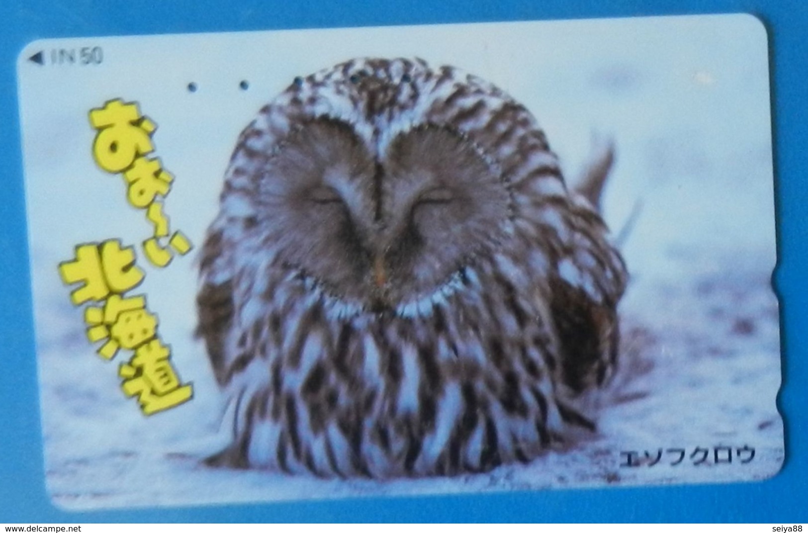 Japan Japon Owl  Eule  Hibou Buho Bird Uccello Aves Pajaro - Hiboux & Chouettes