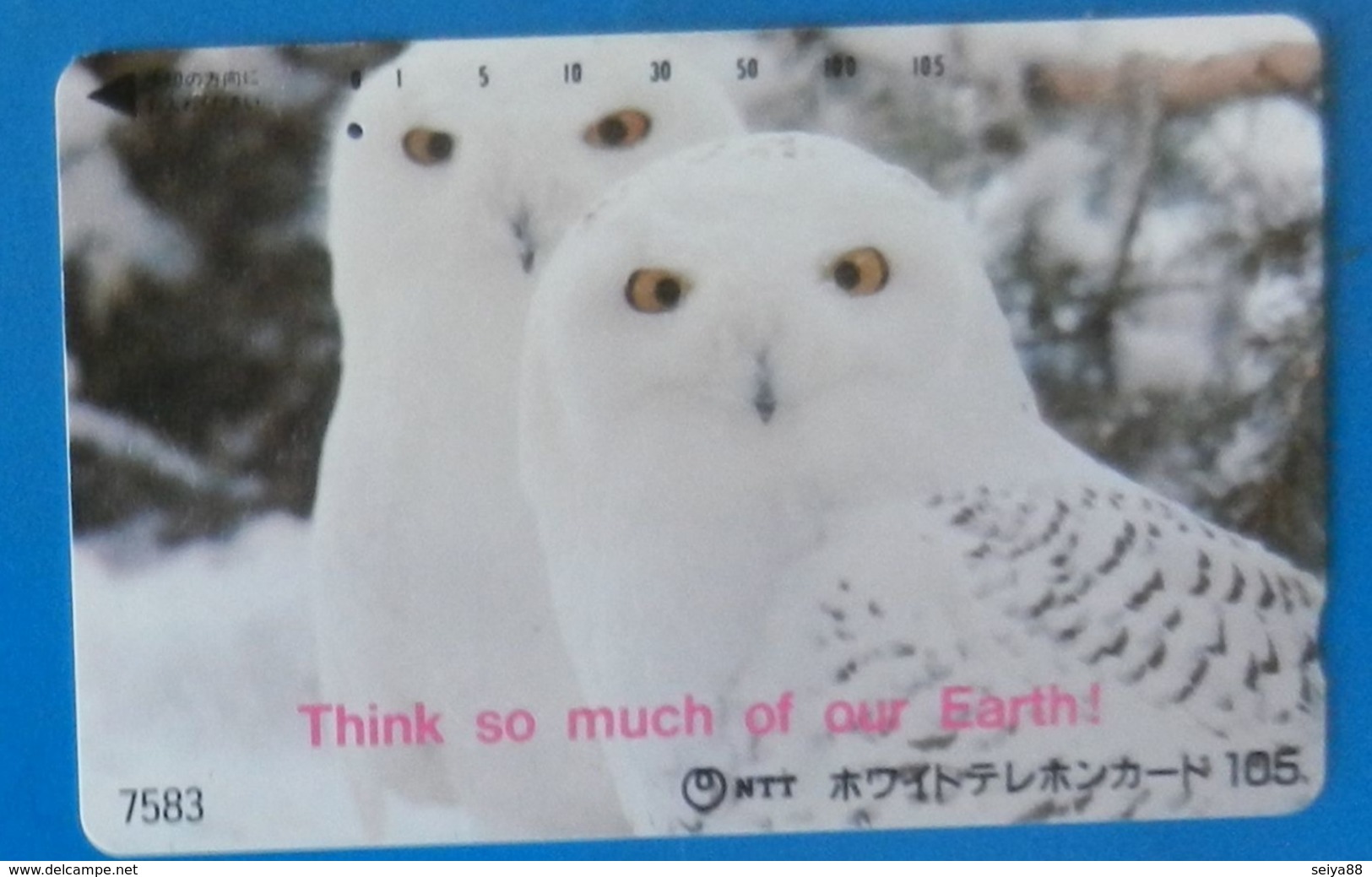 Japan Japon Snow Owl  Eule  Hibou Buho Bird Uccello Aves Pajaro Earth - Uilen