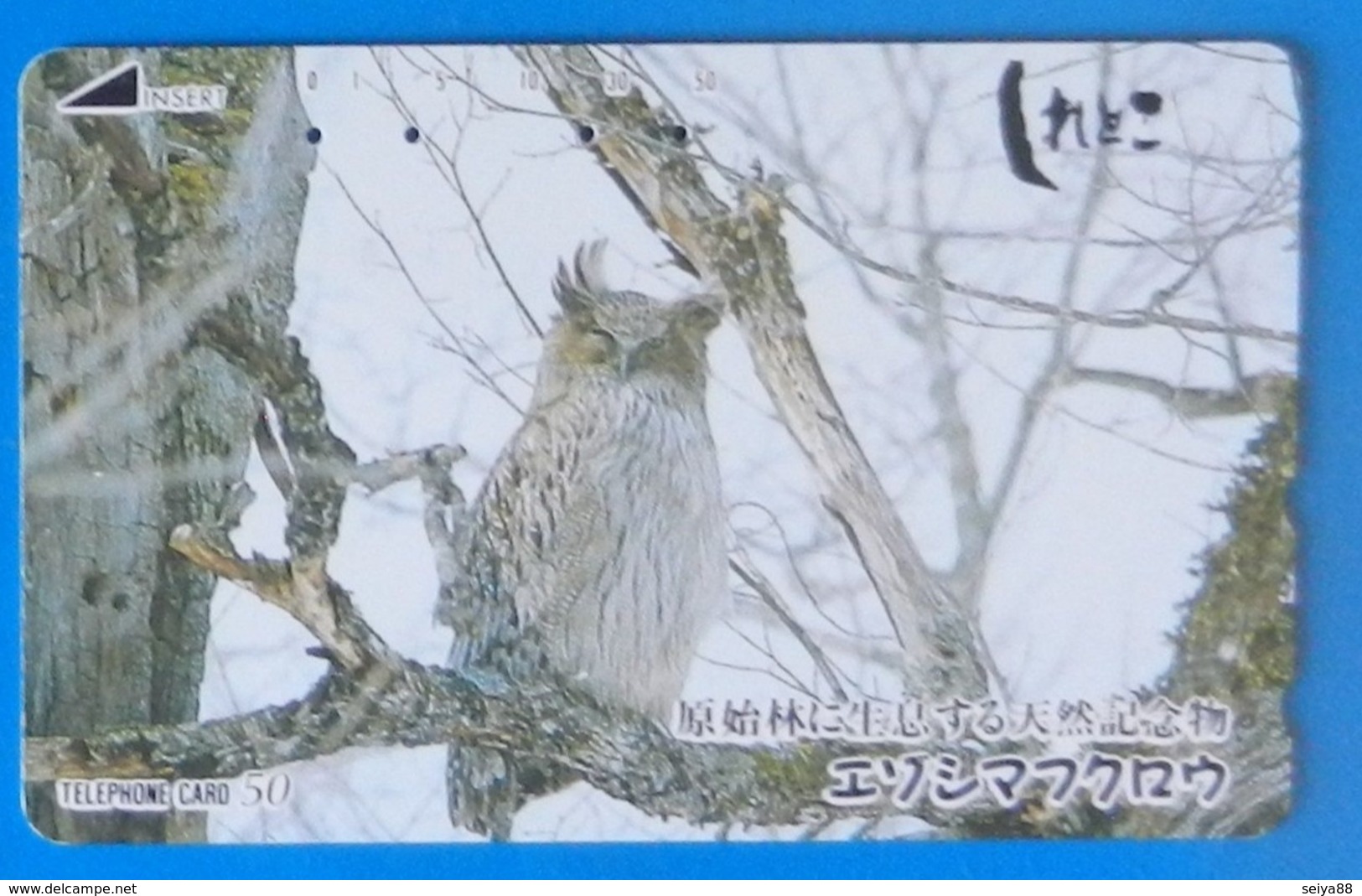 Japan Japon Owl Eule Hibou Buho Bird Uccello Aves Pajaro - Gufi E Civette