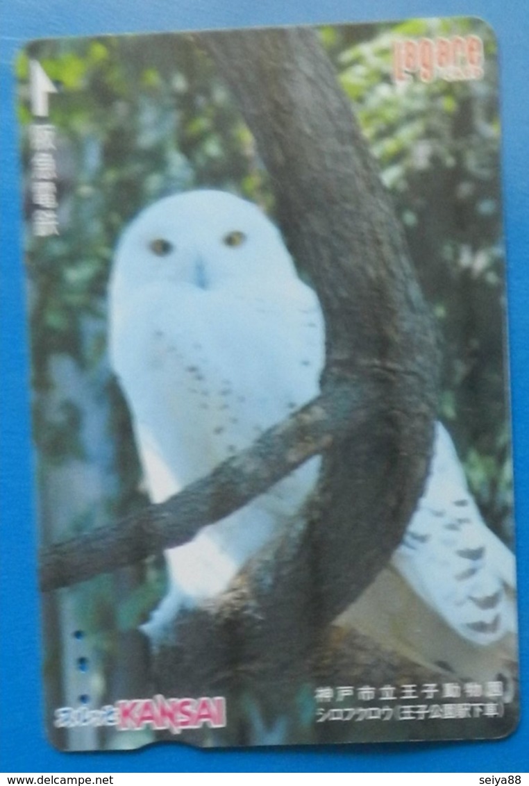 Japan Japon Snow Owl Eule Hibou Buho Bird Uccello Aves Pajaro Kansai - Owls