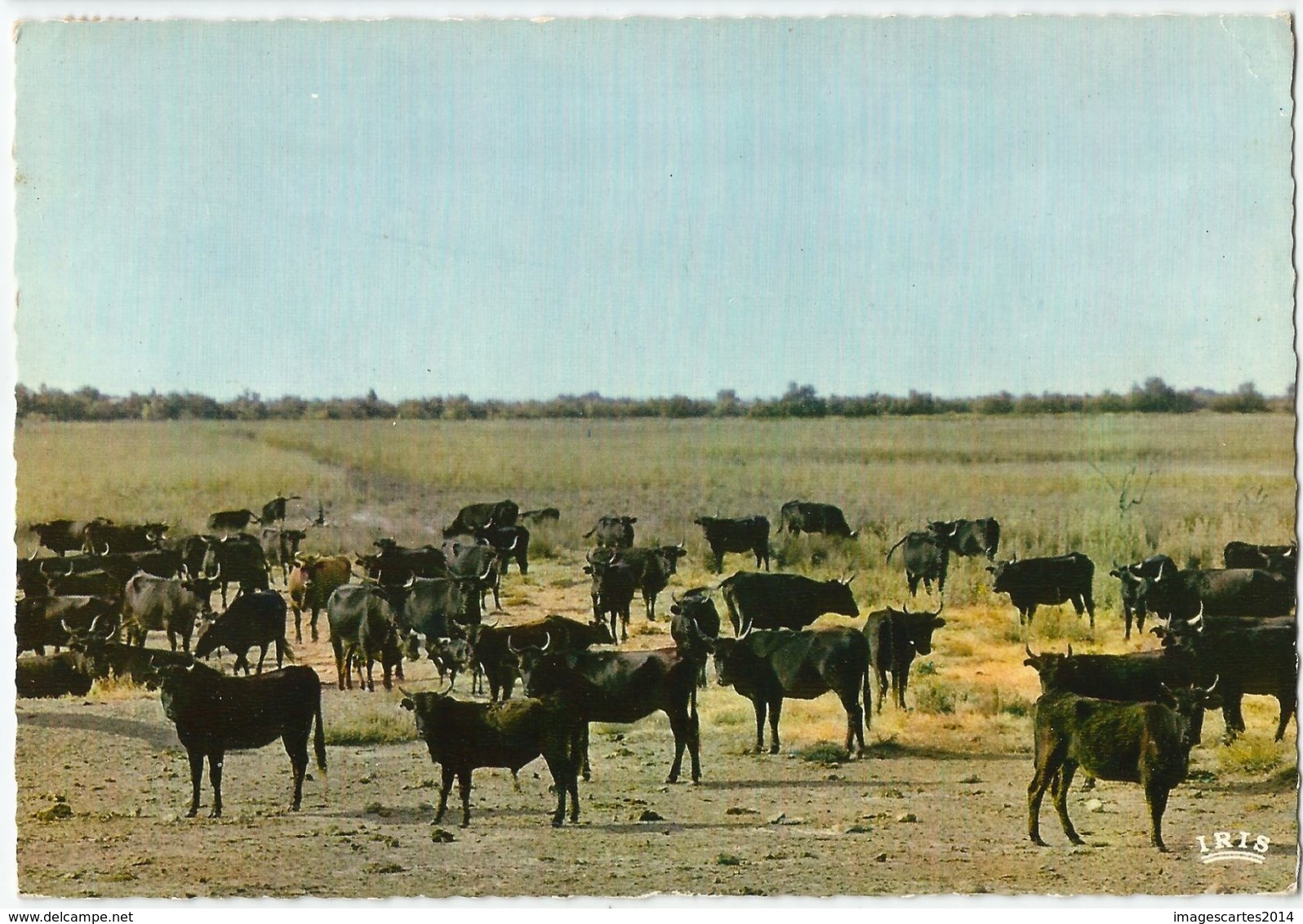 CPM [13] Bouches-du-Rhône > En Camargue Avec Les Gardians - Noirs Taureaux De Combat En Liberté - Taureaux