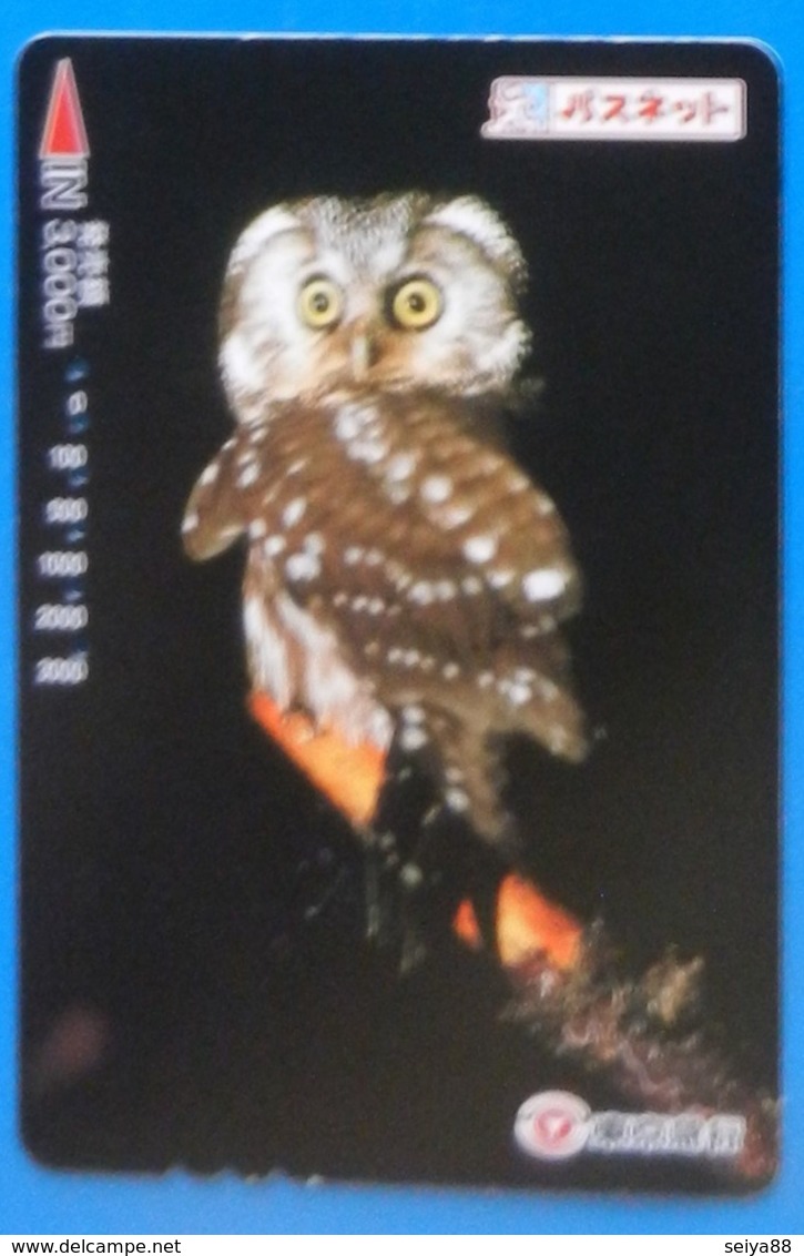 Japan Japon Owl Eule Hibou Buho Bird Uccello Aves Pajaro - Búhos, Lechuza