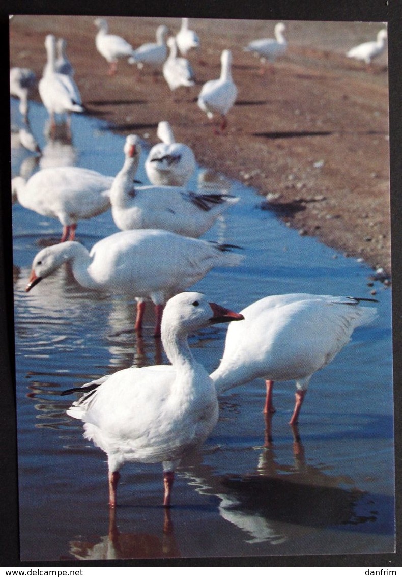 Greenland Birds  Cards ( Lot 383 ) - Groenlandia