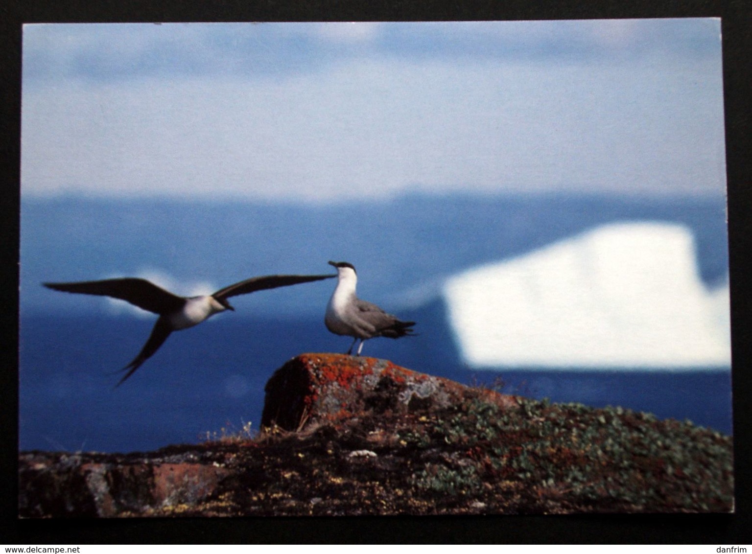 Greenland Birds  Cards ( Lot 383 ) - Groenland