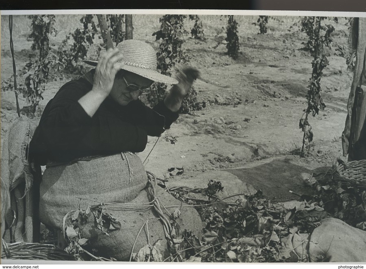 France Recolte Du Houblon? Etude Photographique Ancienne Photo Deplechin 1970 - Altri & Non Classificati