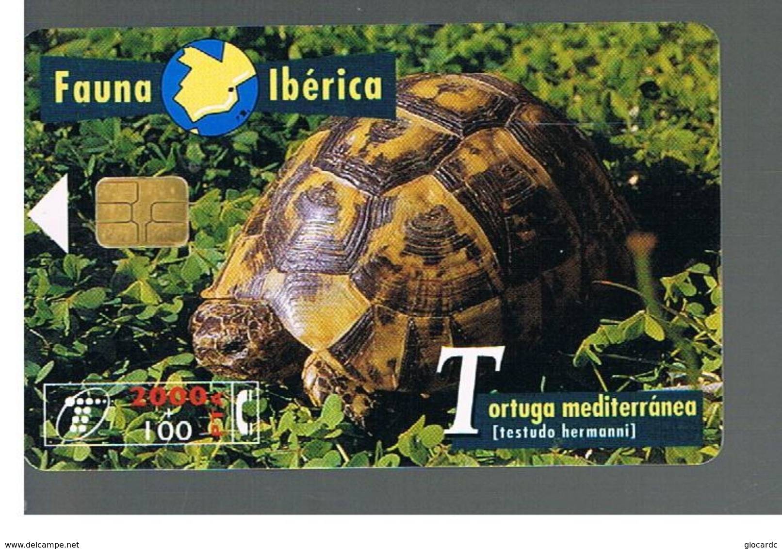 SPAGNA (SPAIN) - TELEFONICA  (CHIP) -  FAUNA IBERICA:  TESTUDO HERMANNI         - USED - RIF. 10009 - Schildpadden