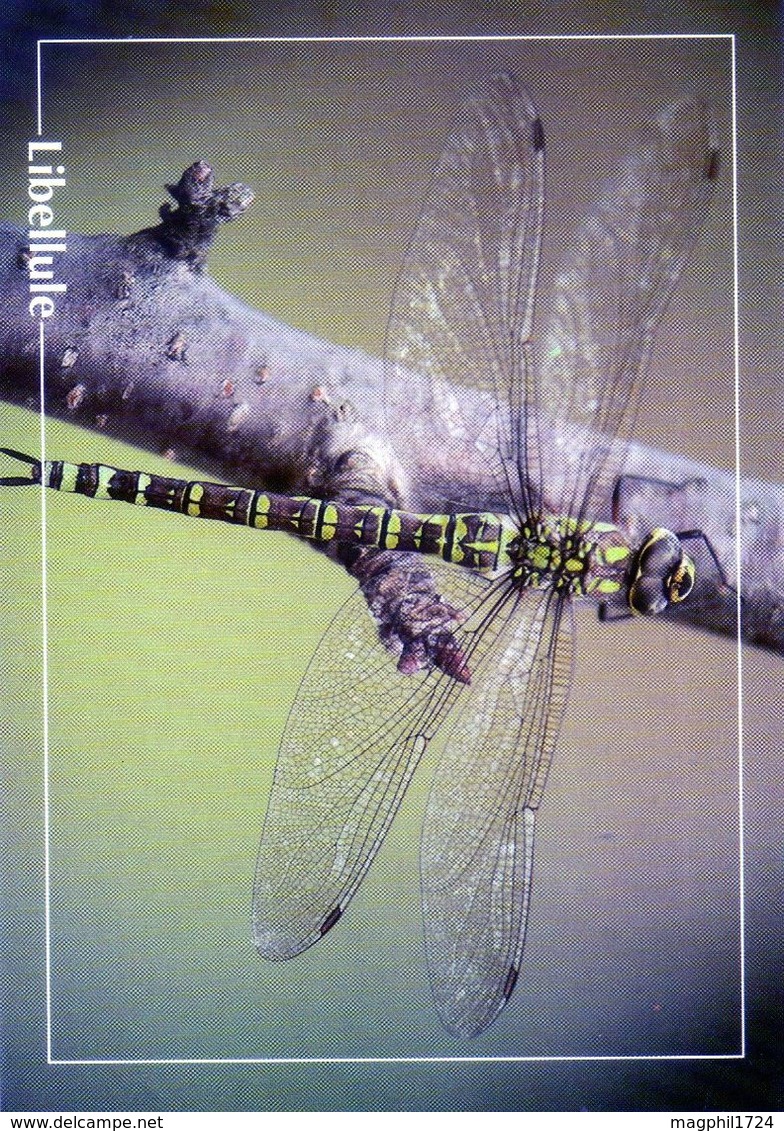 CPSm   Libellule  (1996-pierron) - Insectos