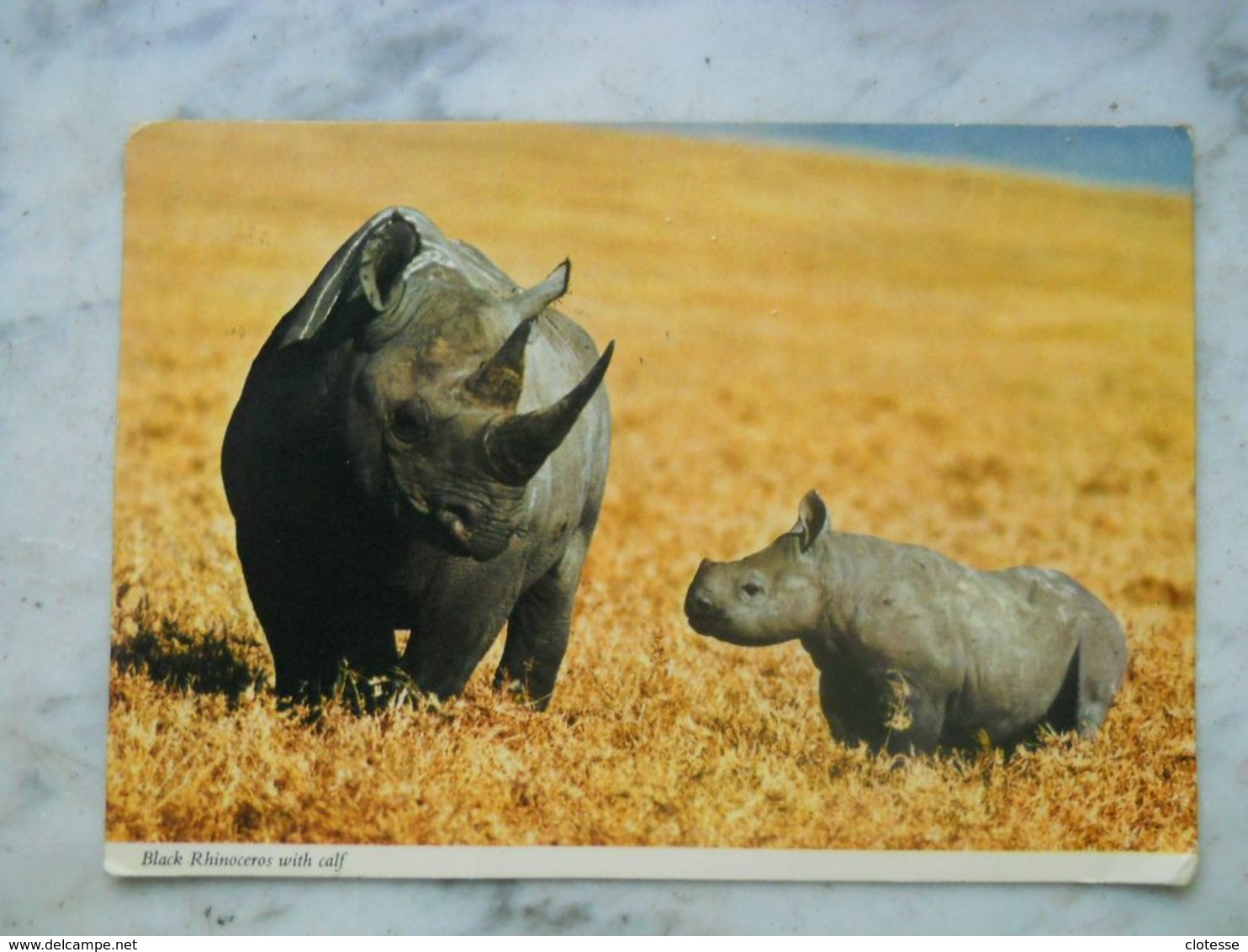 Tanzania Black Rhinoceros With Calf - Tanzania