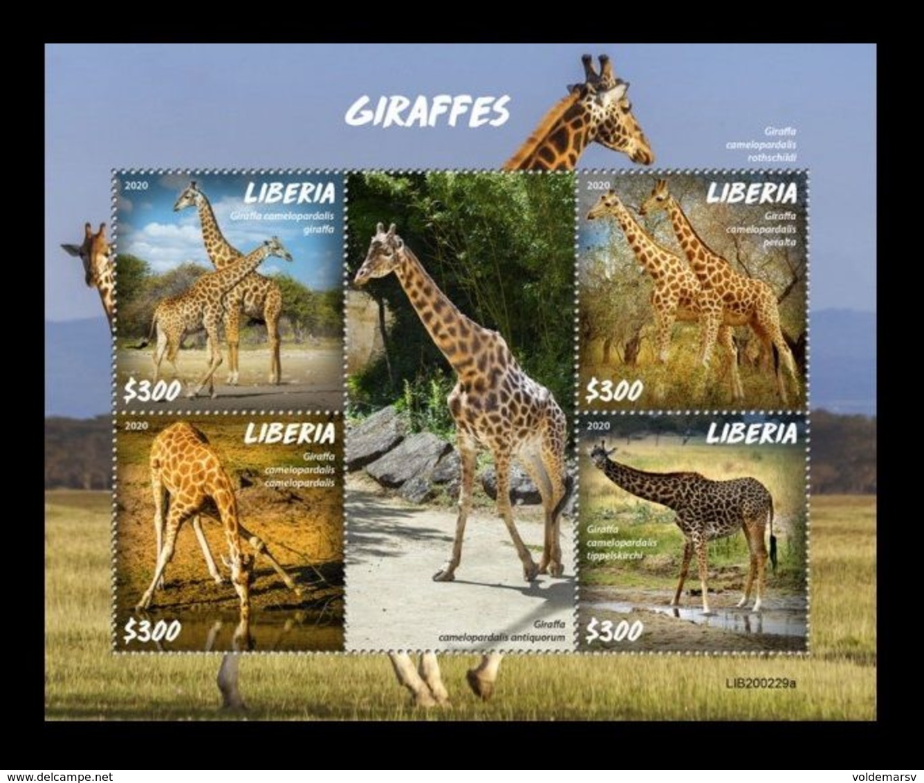 Liberia 2020 Mih. 7763/66 Fauna. Giraffes MNH ** - Liberia