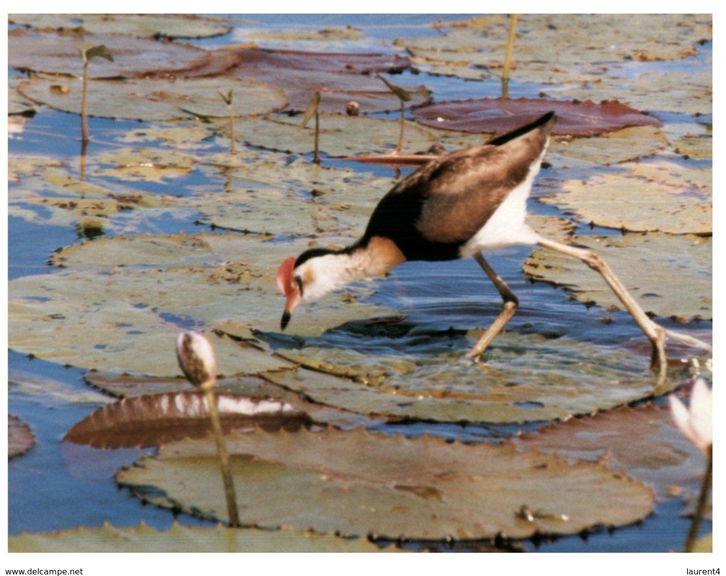 (B 18) Australia - NT - Lotus Bird - Kakadu