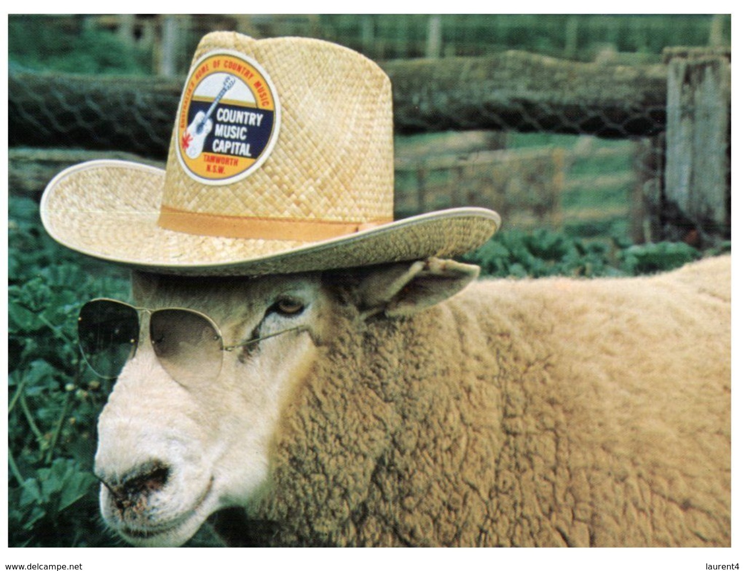 (B 21) Australia - NSW - Tamworth ( Sheep ) With Stamp - Tamworth