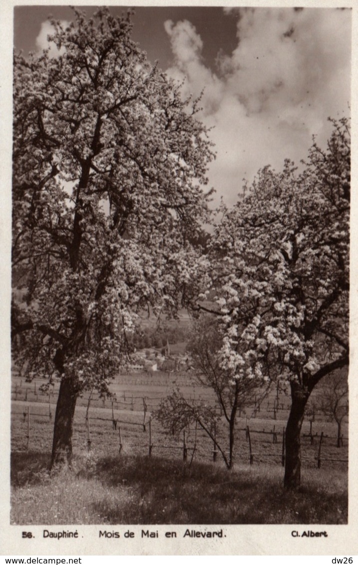 Dauphiné - Mois De Mai En Allevard, Arbres Fruitiers En Fleurs - Cliché Albert - Rhône-Alpes