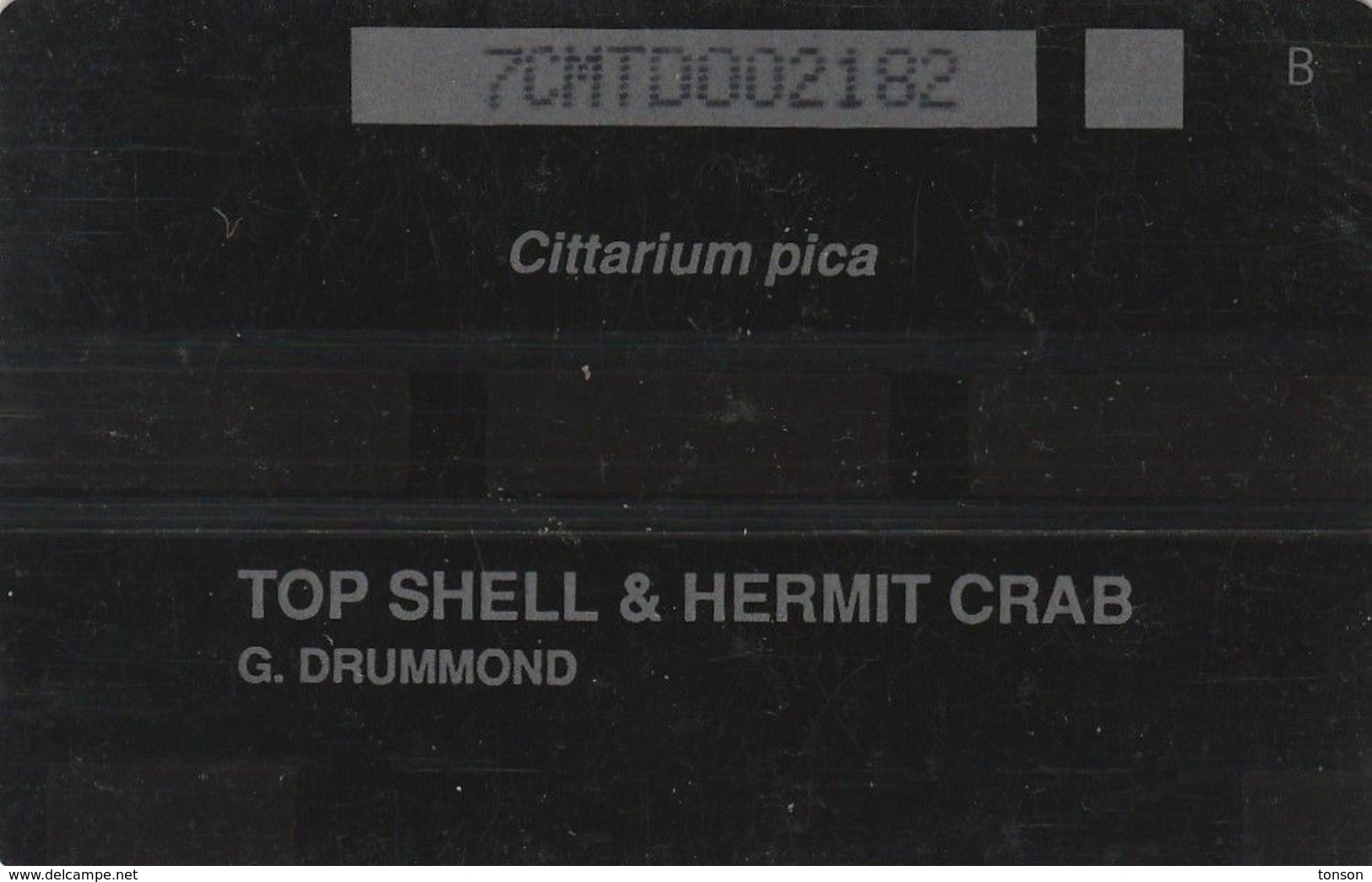 Montserrat, 7CMTD, Shells, Top Shell & Hermit Crab (Cittarium Pica), 2 Scans. - Montserrat