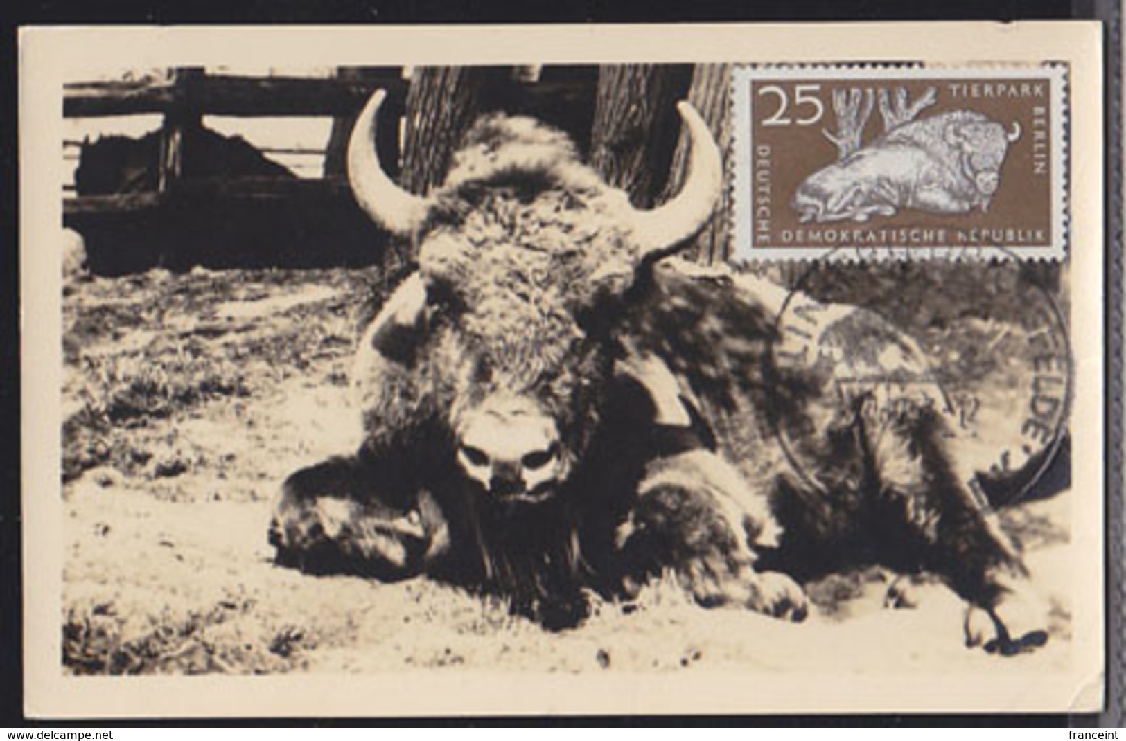 GERMANY (1956) Bison. Maximum Card With Berlin Zoo First Day Cancel. Scott No 321, Yvert No 280. - Maximum Cards