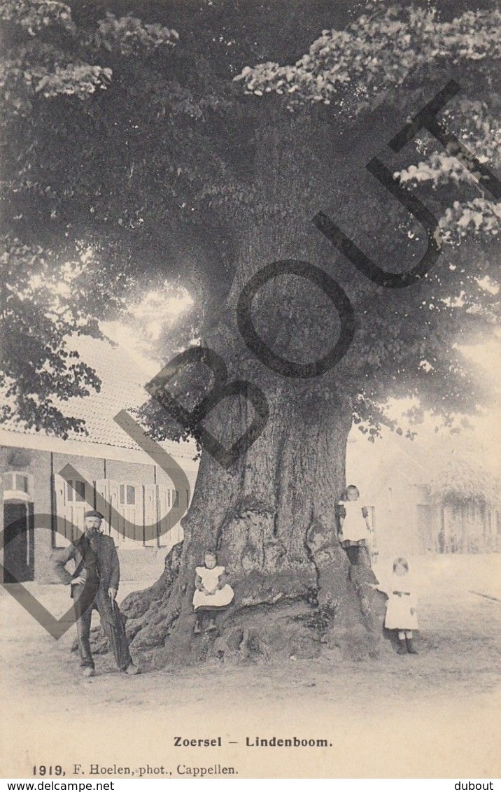 Postkaart - Carte Postale - Zoersel - De Lindenboom  (B615) - Zörsel