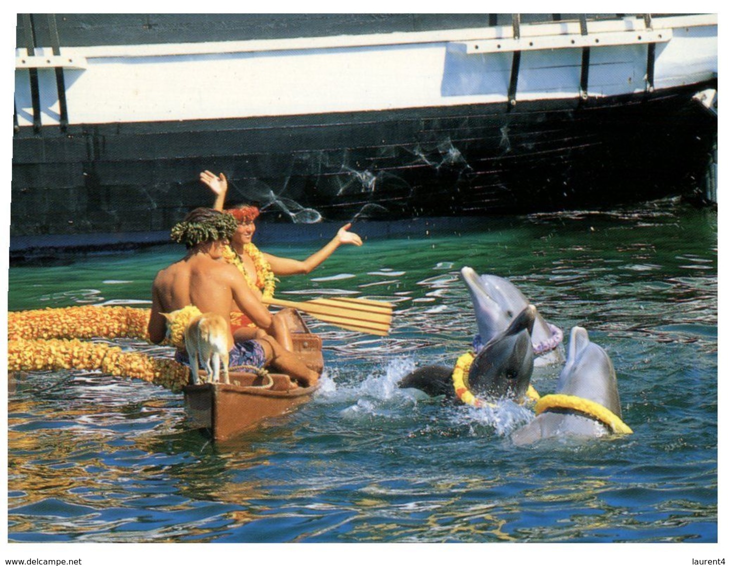 (C 3) USA - Hawaii - Oahu Sea Life PArk (dolphin) - Dauphins