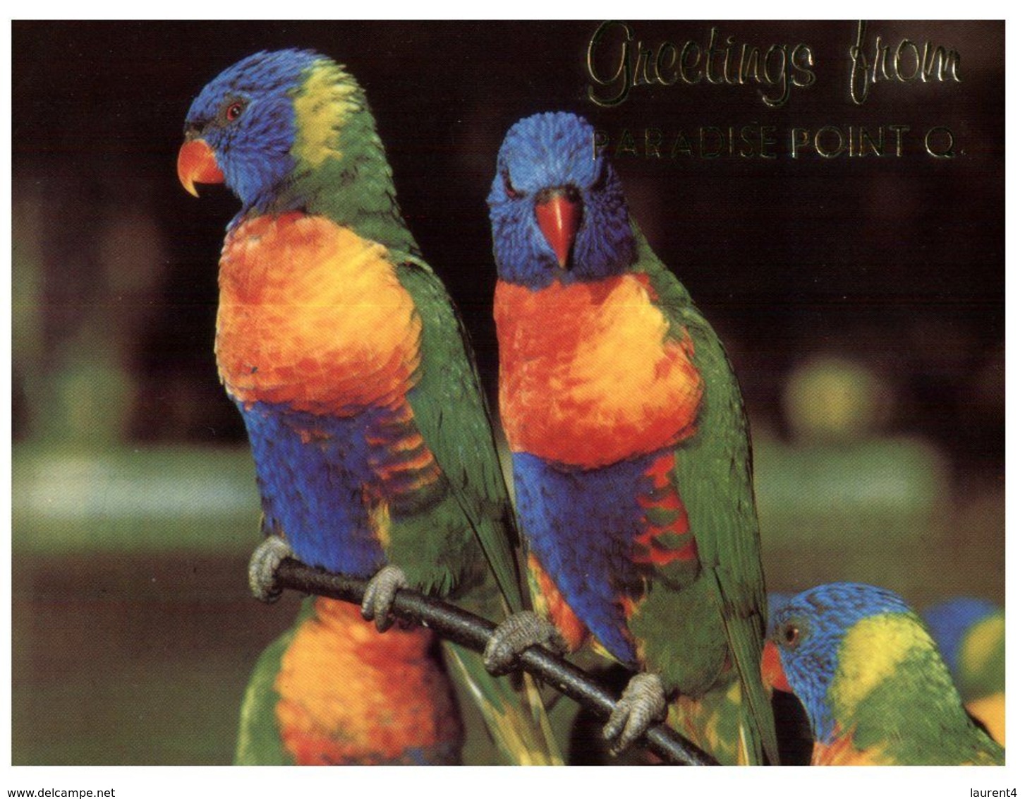 (C 5) Australia - QLD - Paradise Point Greetings (birds) - Sunshine Coast