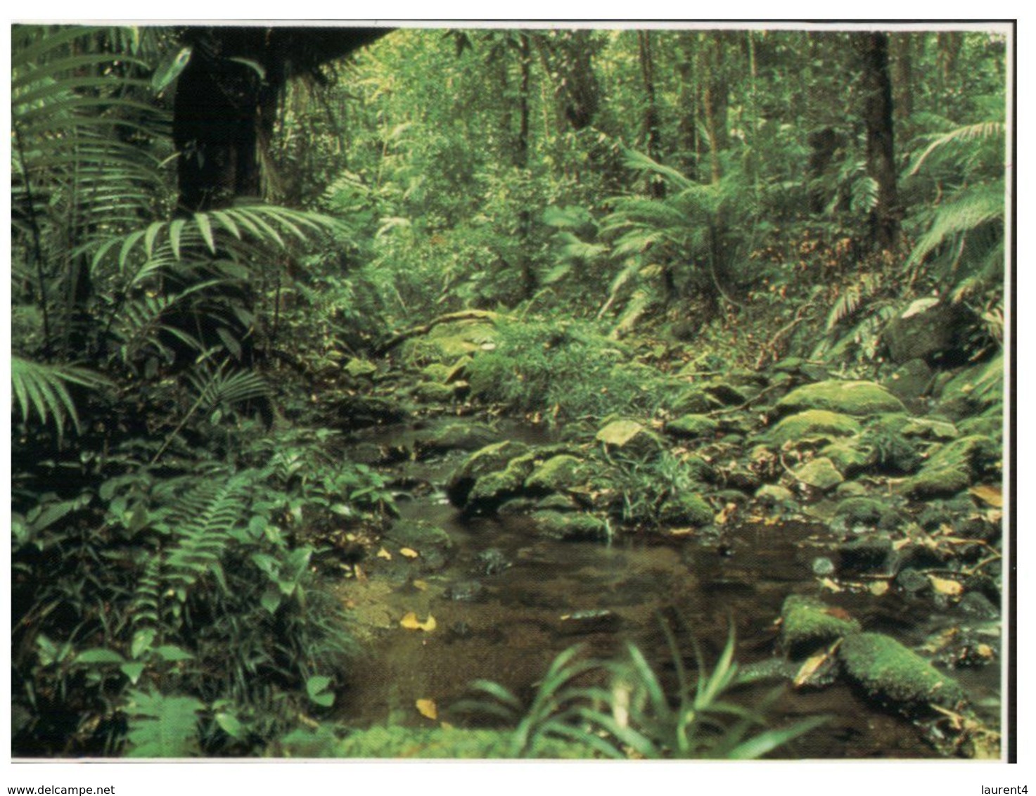 (C 5) Australia - QLD - Rainforest - Far North Queensland