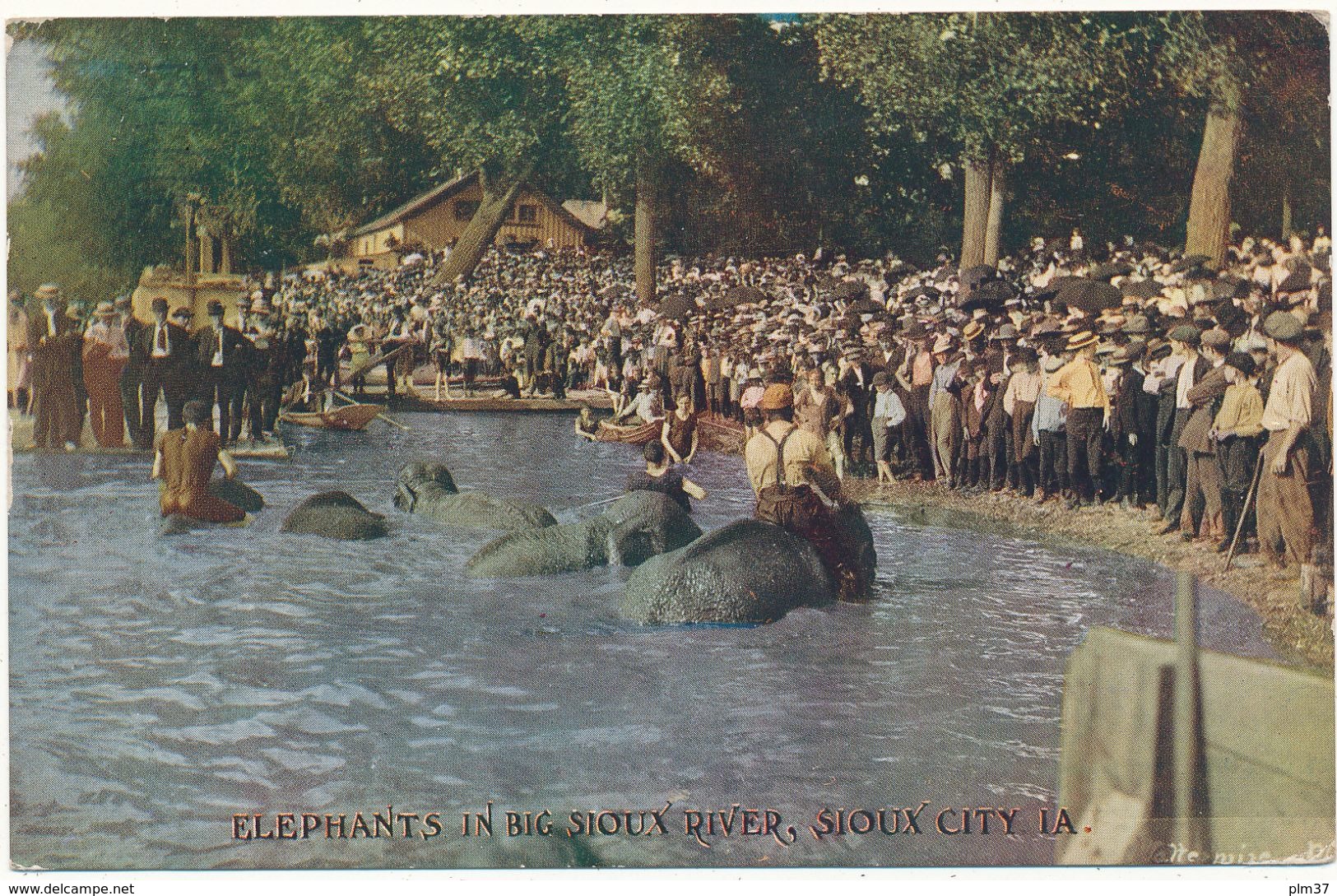 SIOUX CITY, IA - Elephants In Big Sioux River - Sioux City