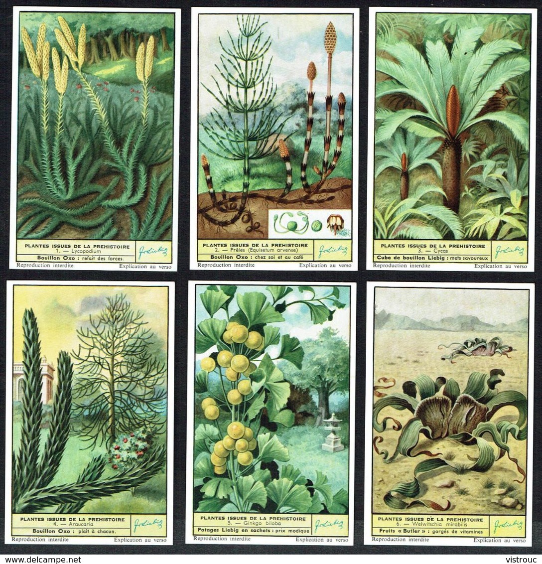 LIEBIG - FR - 6 Chromos - Reeks/série S.1693 - PLANTES ISSUES DE LA PREHISTOIRE. - Liebig