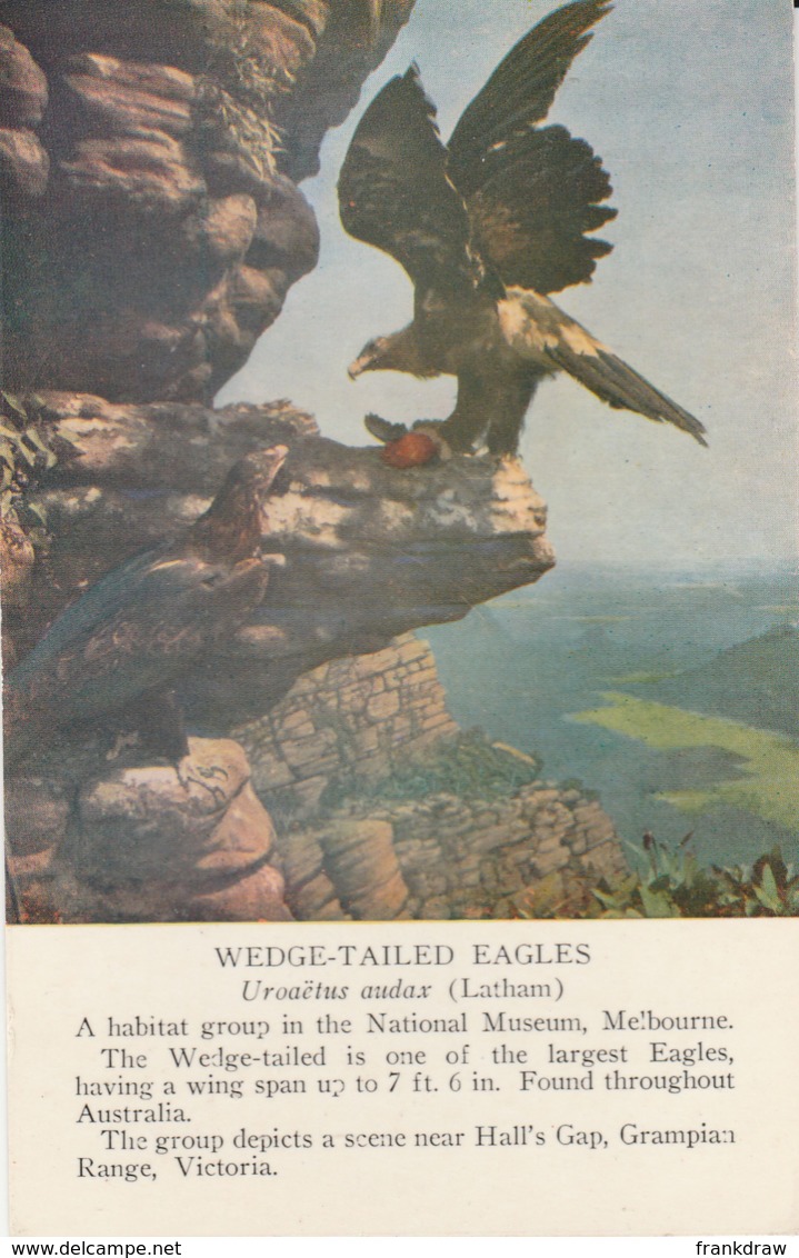 Postcard - Wedge - Tailed Eagle - Australia - Card No. Unused  Very Good - Grampians