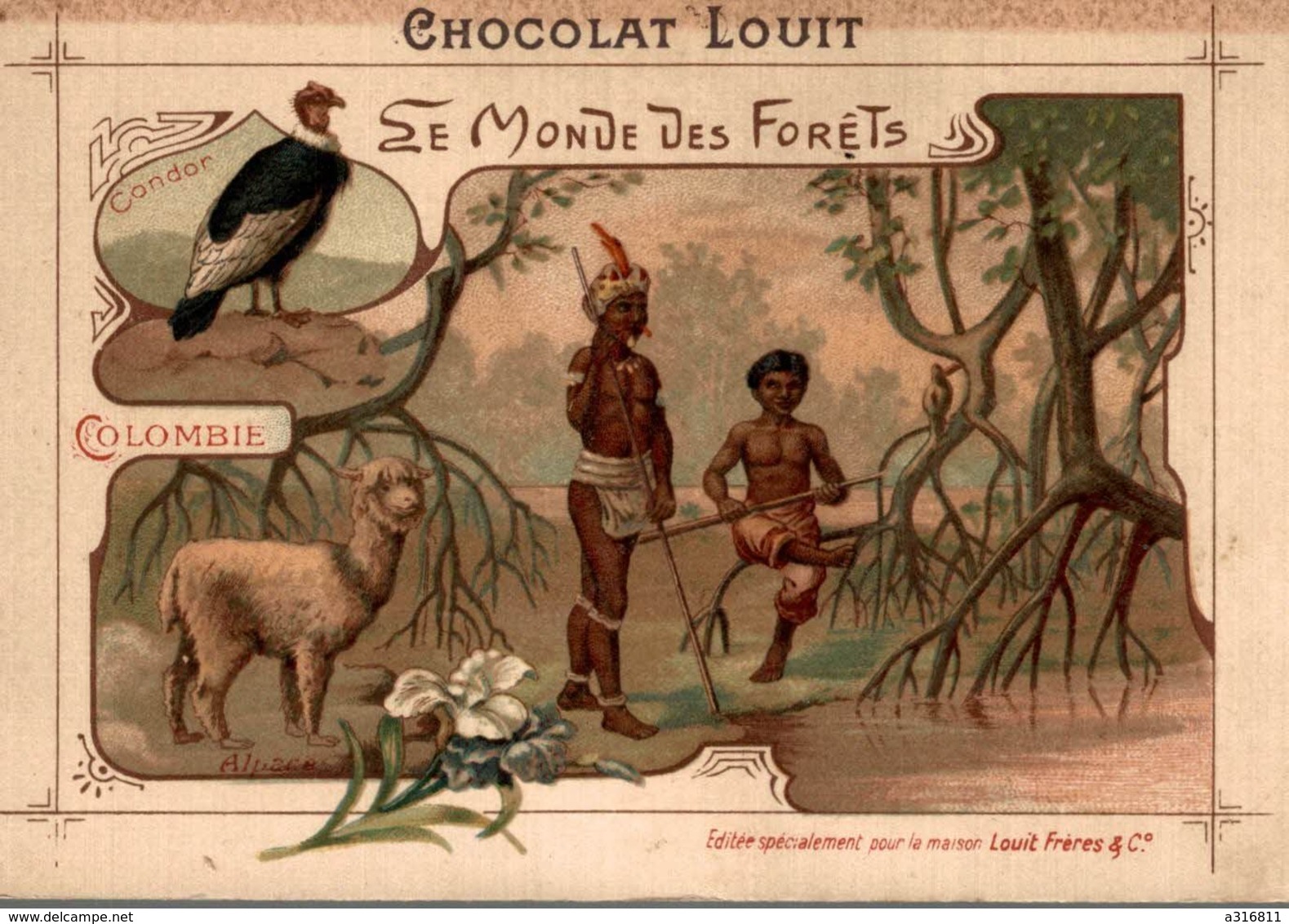CHROMO  CHOCOLAT LOUIT  COLOMBIE - Louit