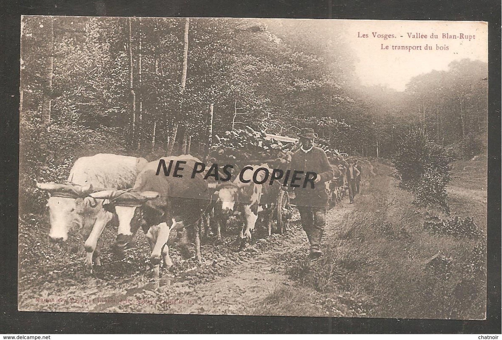 LES VOSGES   Vallee Du Blan Rupt  Le Transport Du Bois - Cows