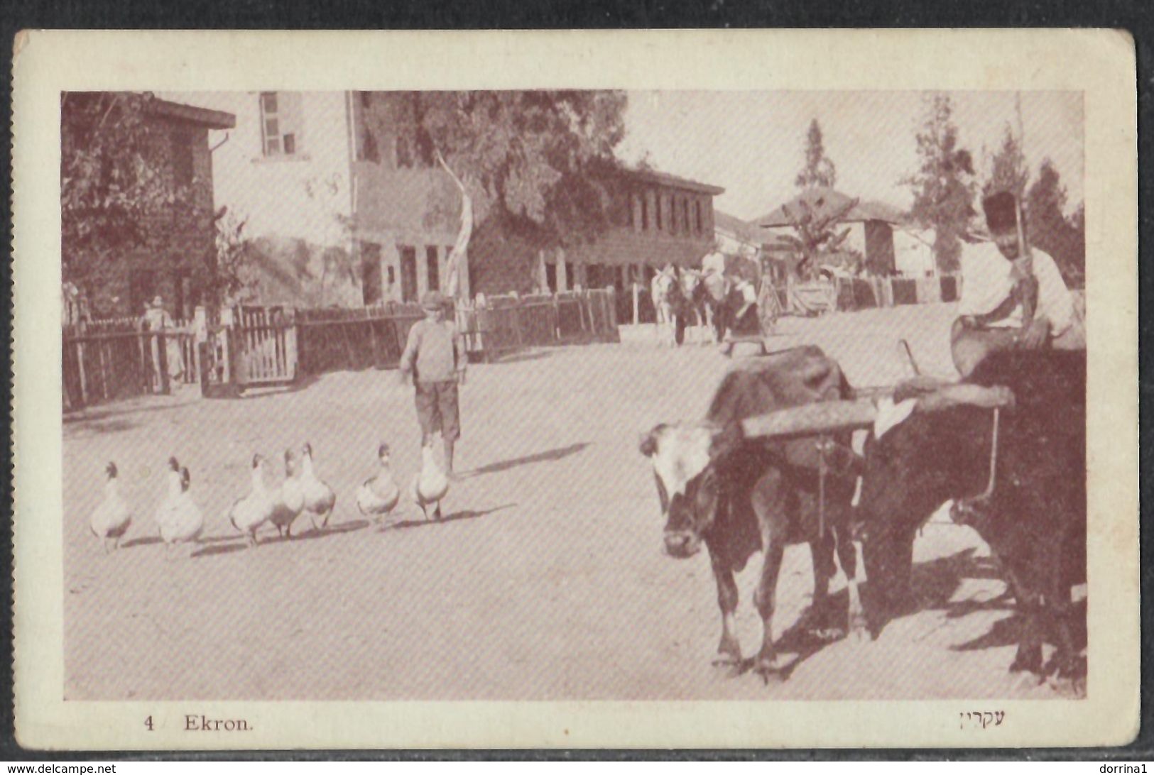 EKRON (Today Mazkeret Batya) - BEN DOV Postcard A Jewish Settlement Near Rehovot Palestine Israel - Judaica Juif - Judaisme