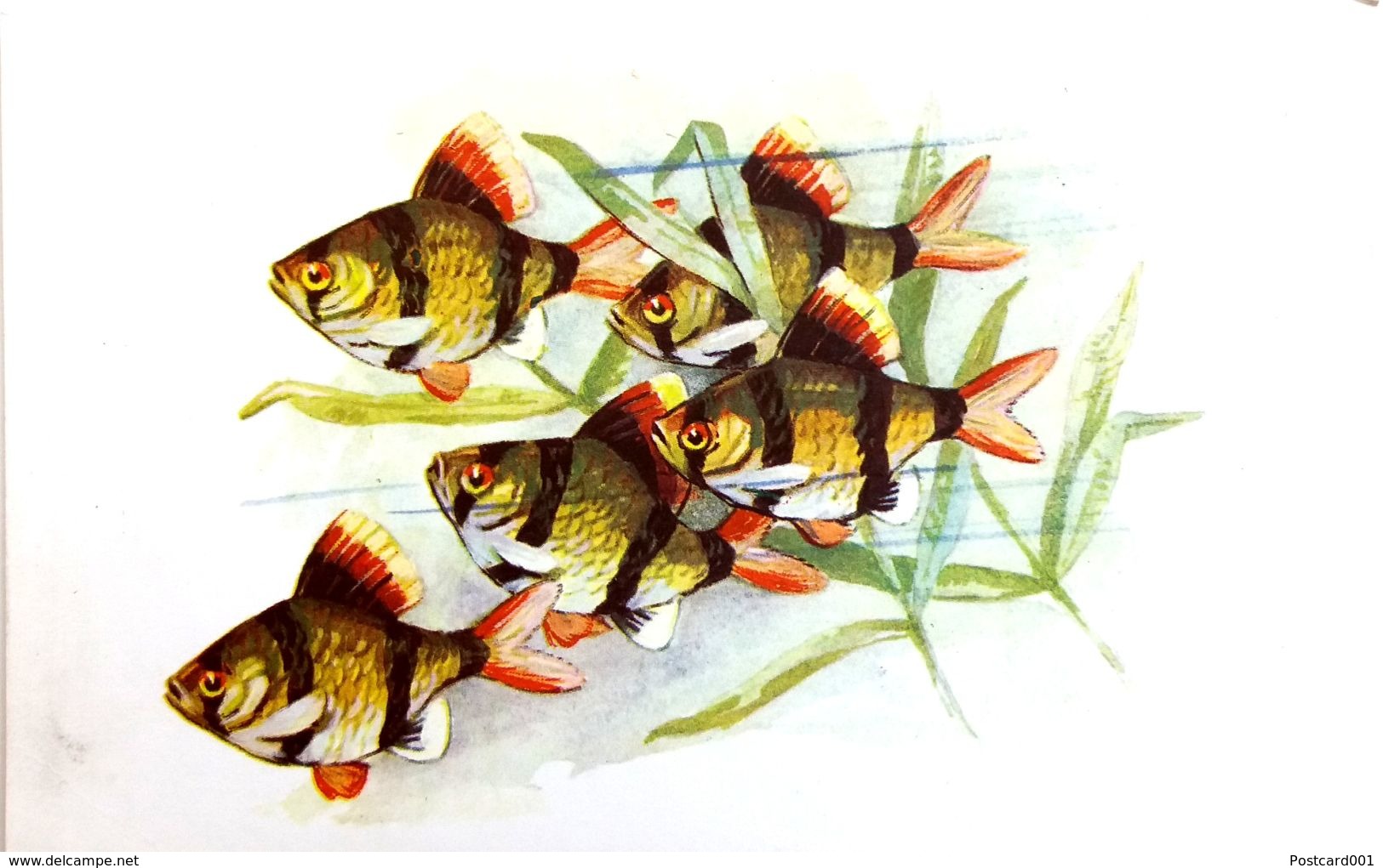 #863  Sumatran Barbus - Aquarium FISH, Animals - Postcard 1968 - Pescados Y Crustáceos