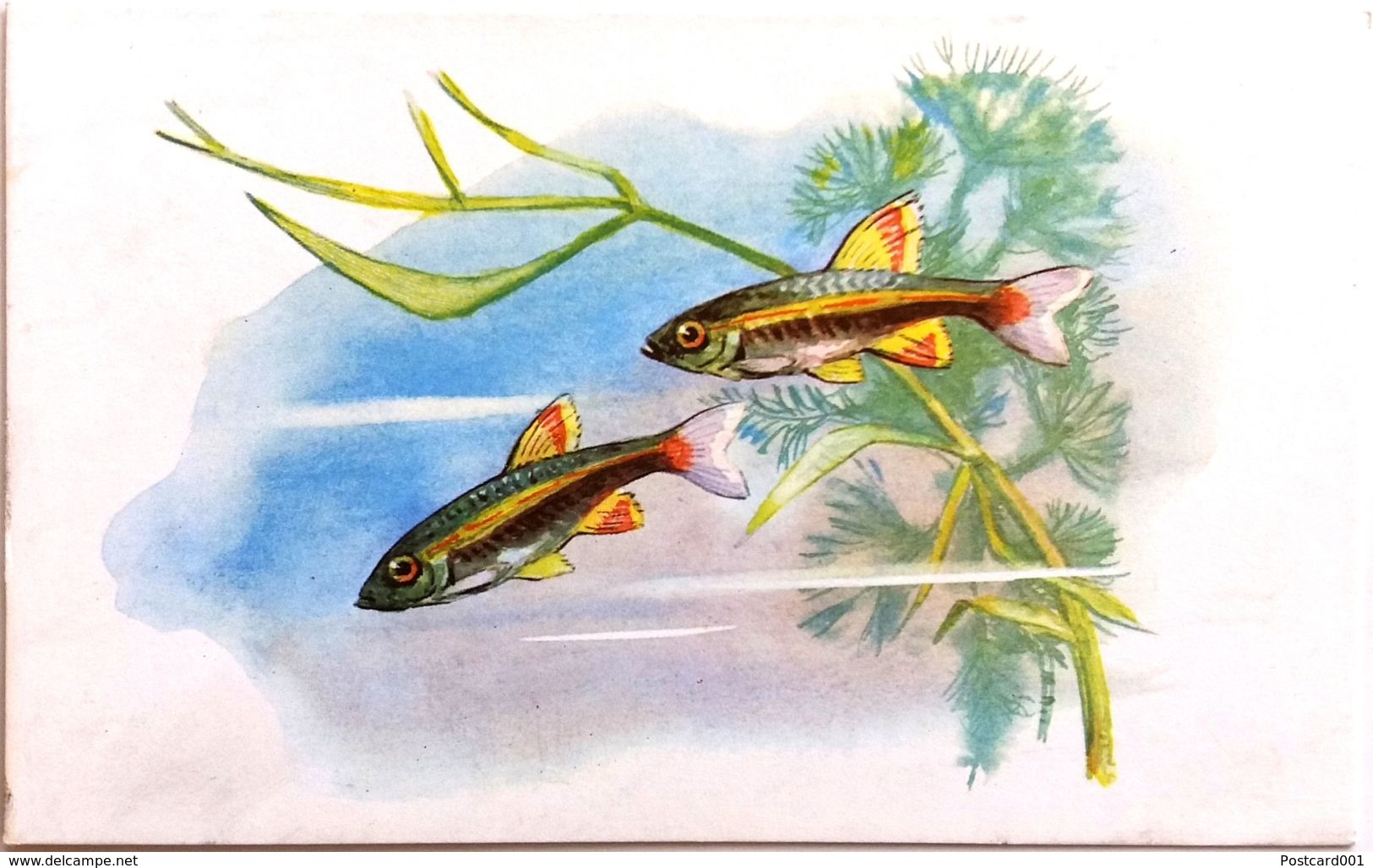 #865   Kardinalfisch (Tanichthys Albonubes) - Aquarium FISH, Animals - Postcard 1968 - Pescados Y Crustáceos