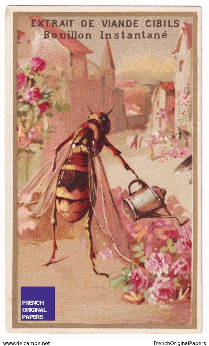 Rare Chromo Bouillon Cibils 1895 Thème Guêpe Humanisée Anthropomorphisme Abeille Jardinage Jardin Rose Insecte A37-46 - Other & Unclassified
