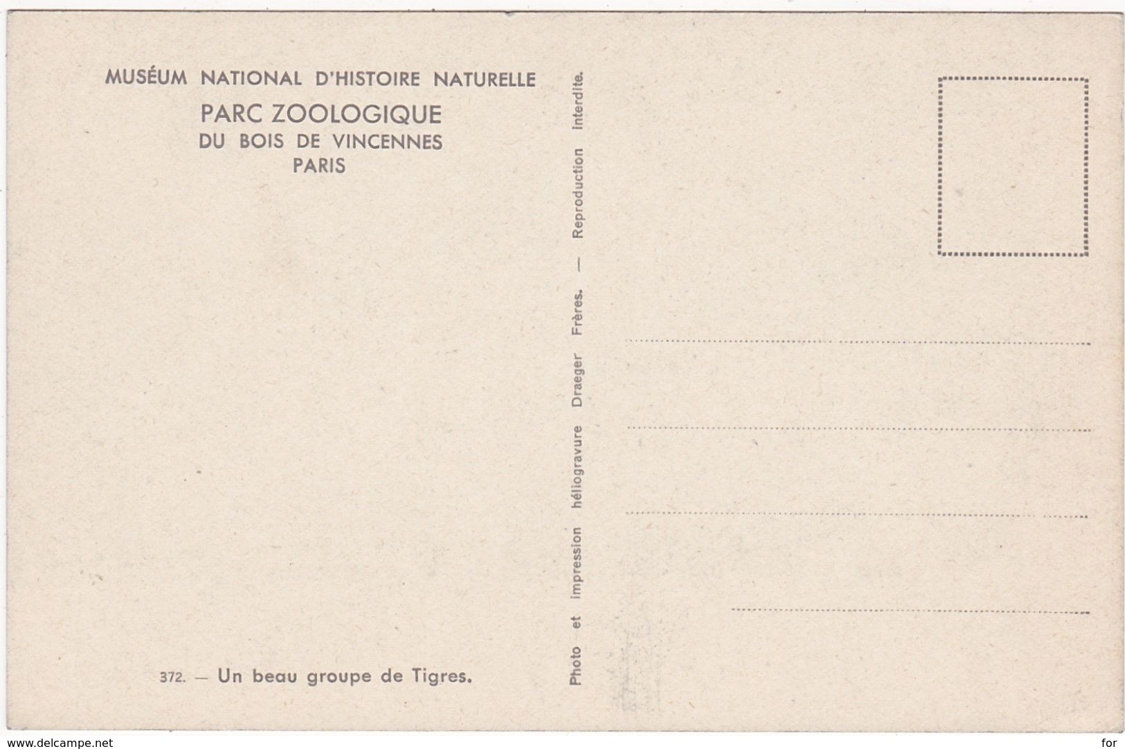 Animaux : TIGRES : Un Beau Groupe De Tigres : Parc Zoologique Du Bois De Vincennes - Paris : ( C.p.s.m. ) - Tigri