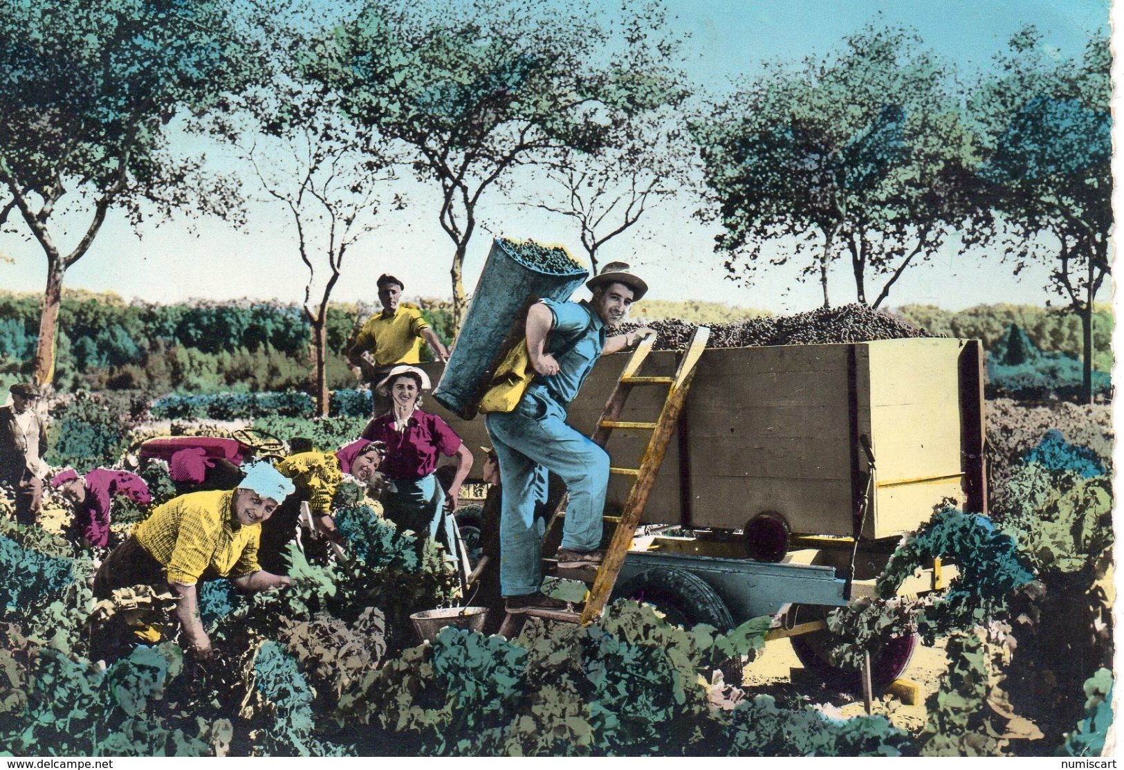 Vins Vignes Vendanges Dans L'Hérault Animée Raisin - Vignes