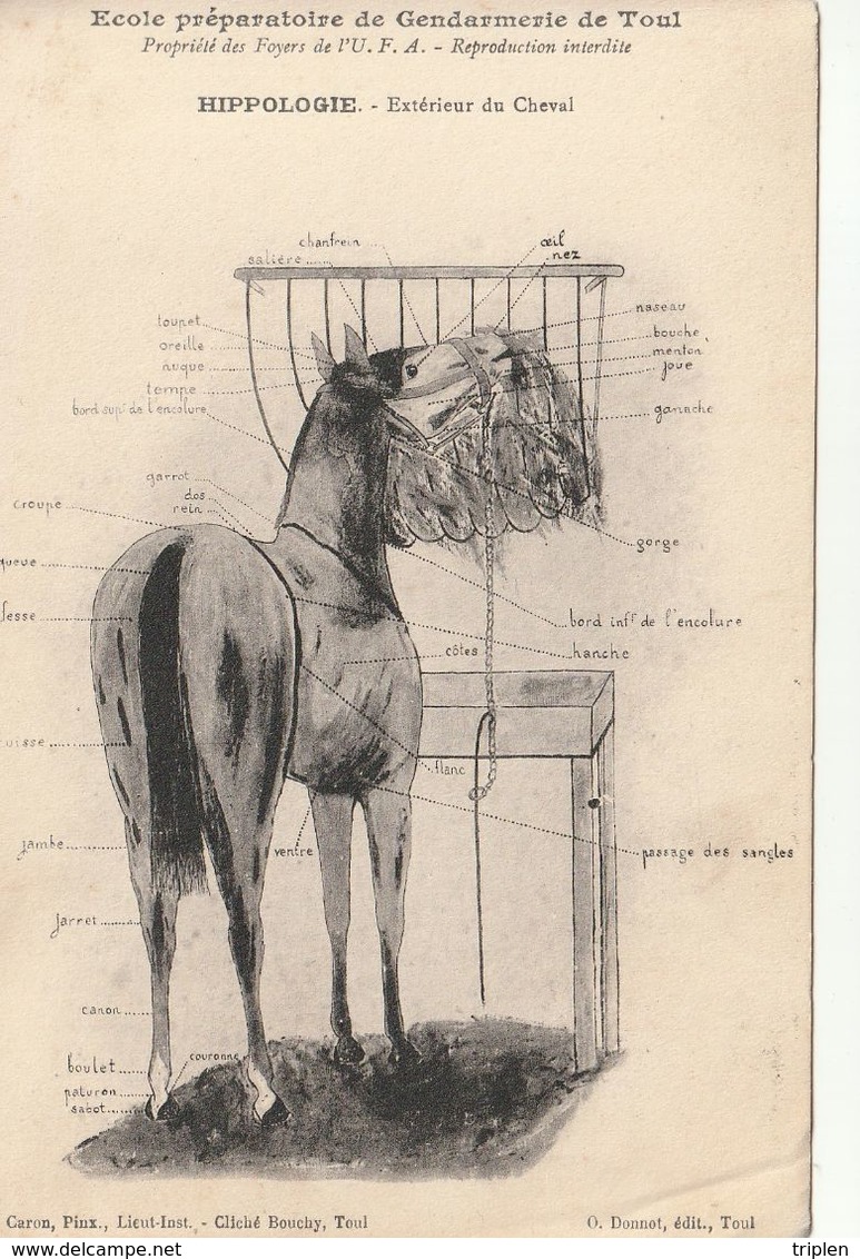 Ecole Préparatoire De Gendarmerie De Toul - Hippologie - Extérieur Du Cheval - Toul