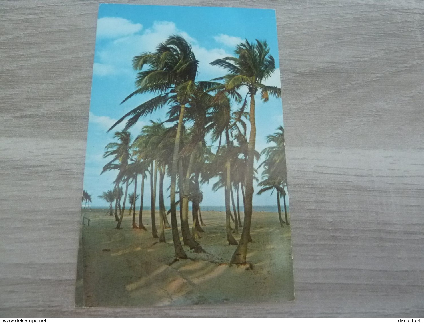 Floride - Typical Setting Of Florida The Palm Trees Swaying In The Gentle Tradewinds - 80801 Editions Fnc - Année 1981 - - Orlando