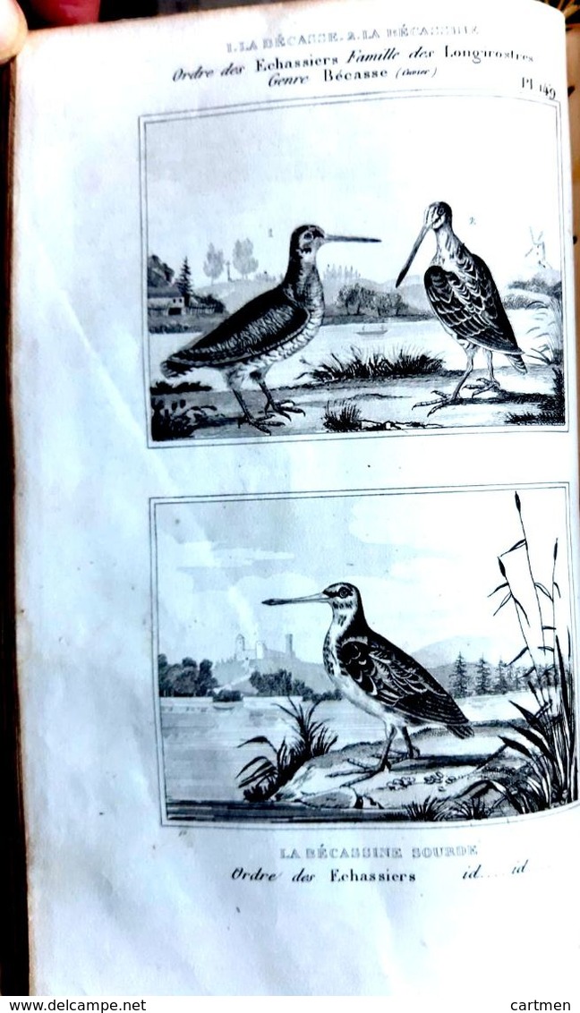 BUFFON 200 GRAVURES OISEAUX POISSONS TORTUES SERPENTS ET DIVERS  RECUEIL AVEC TEXTE 1836 - 1801-1900