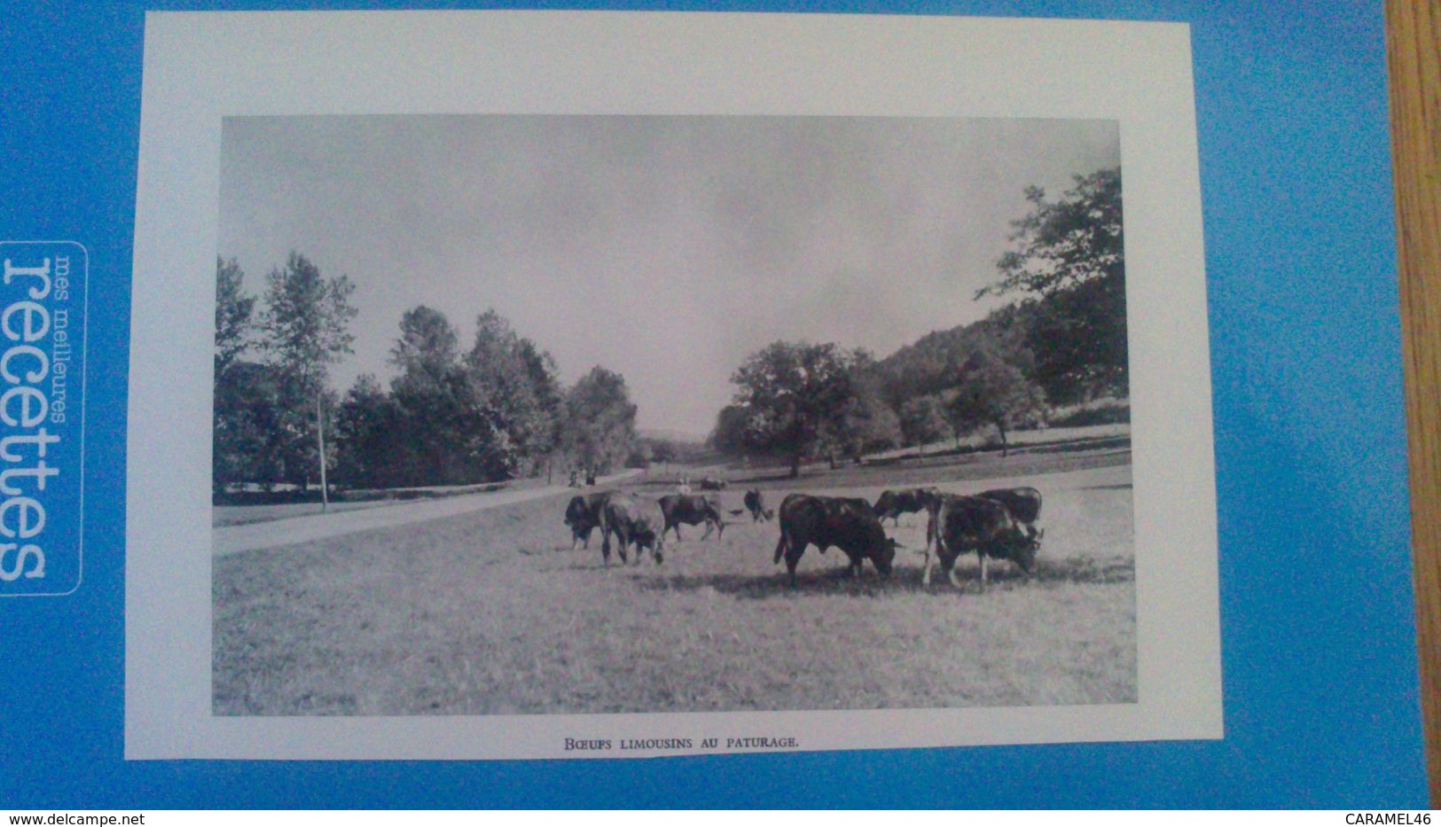 AFFICHE  - PHOTOS SUR  PAPIER -  BOEUFS LIMOUSIN  AU PATURAGE - Other & Unclassified