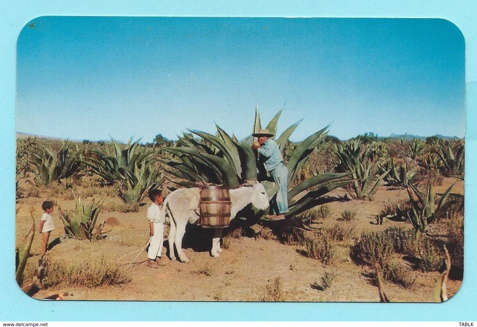 2167 - MEXICO - THE MAGUEY - México