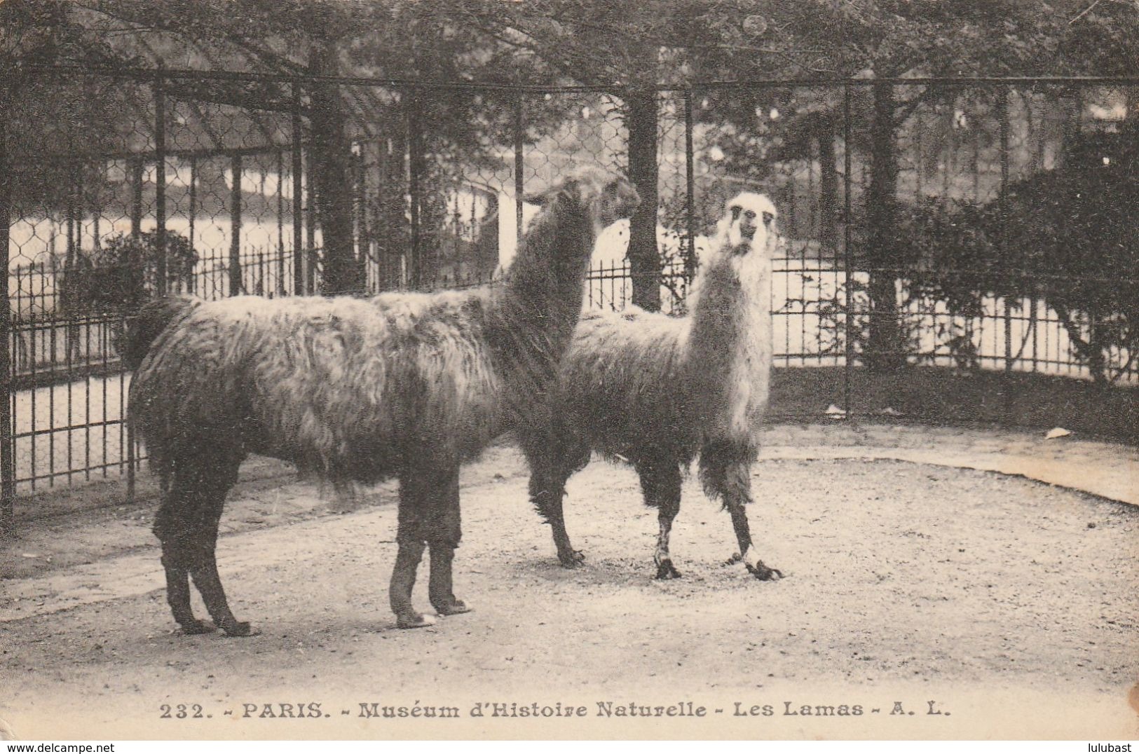 PARIS : Muséum D'Histoire Naturelle - Les Lamas. - Museums